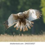 澳门太阳城平台的安全性与用户隐私保护措施分析 t42zzf