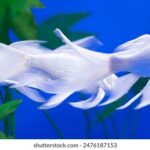 NBA免费直播网站推荐:高清流畅观看全场赛事 mdha3